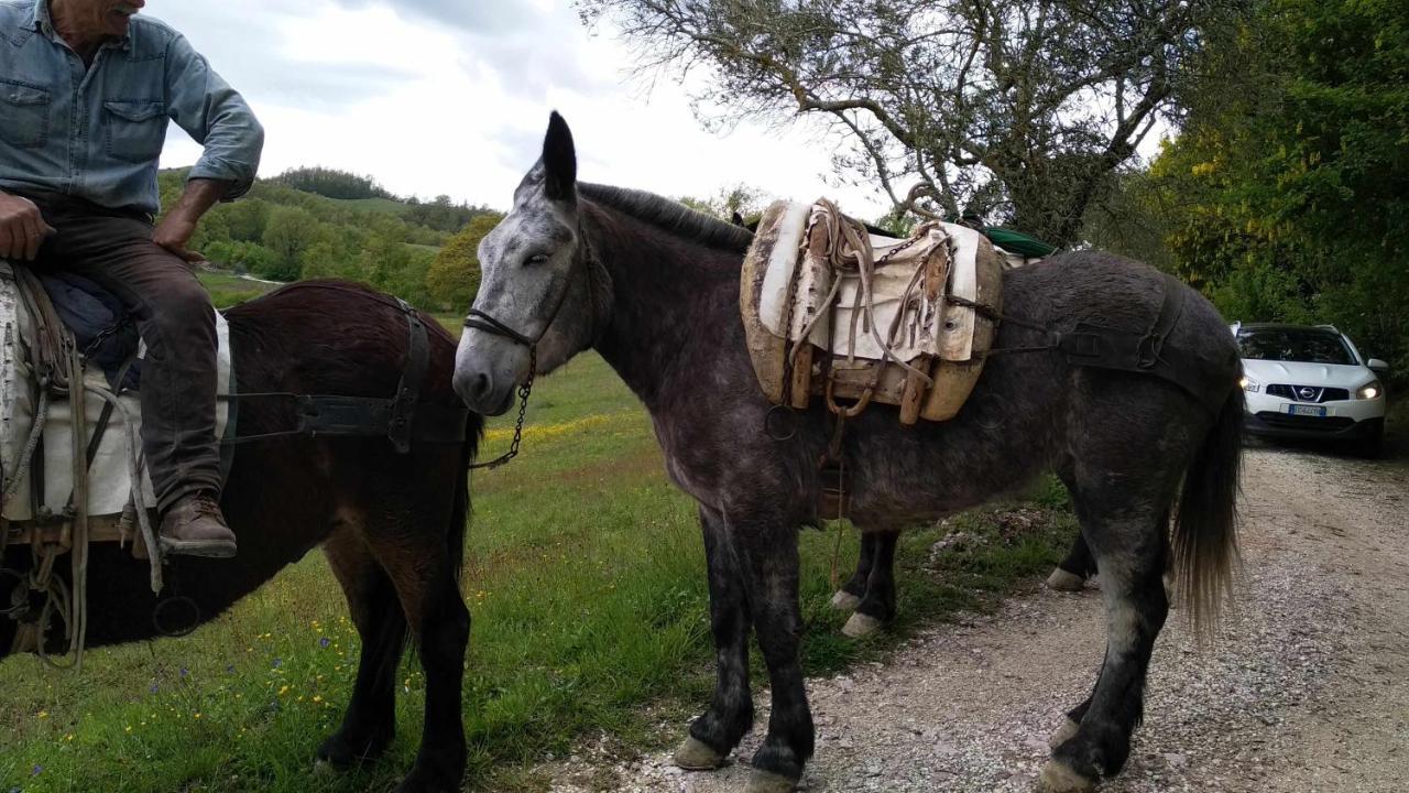 Agriturismo Montesalce Villa Gubbio Luaran gambar